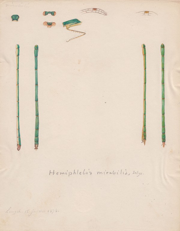 Hemiphlebia mirabilis.jpg
