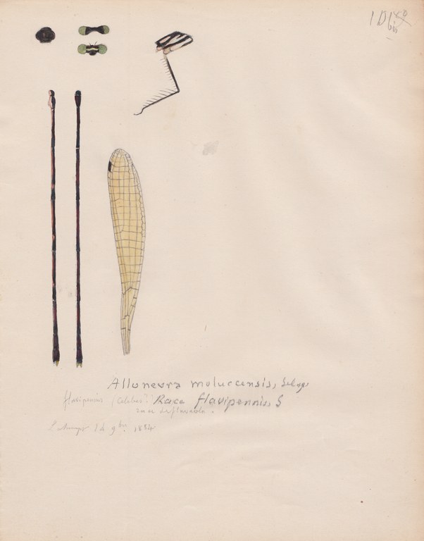 Alloneura moluccensis variety flavipennis.jpg