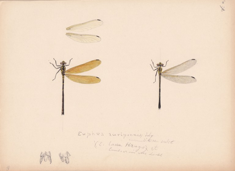 Euphaea auripennis.jpg