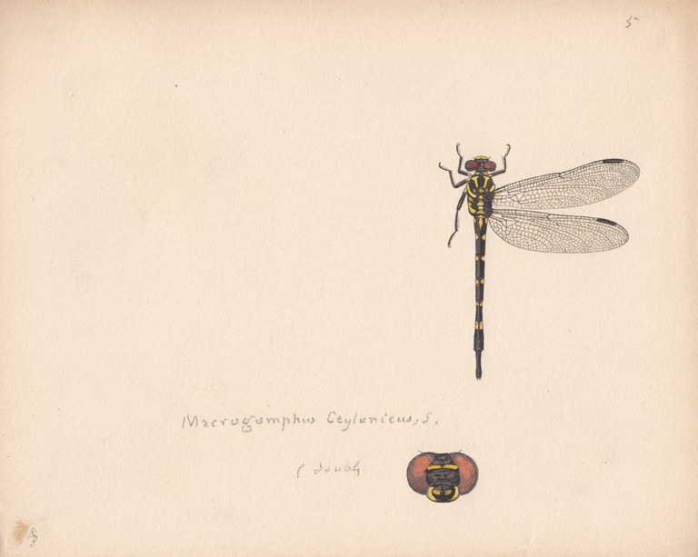 Macrogomphus ceylonicus.jpg