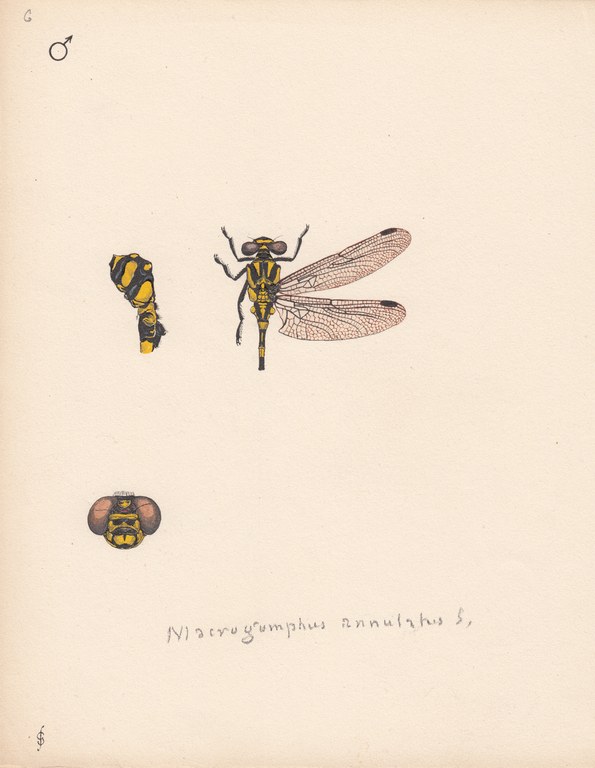 Macrogomphus annulatus.jpg