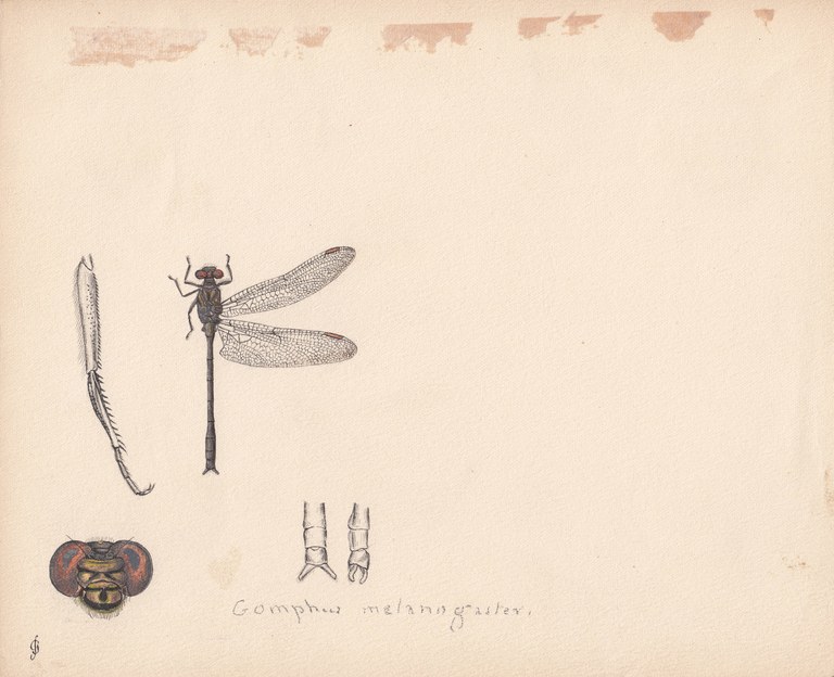 Gomphus melanogaster.jpg