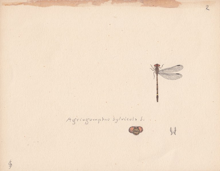 Agriogomphus sylvicola.jpg