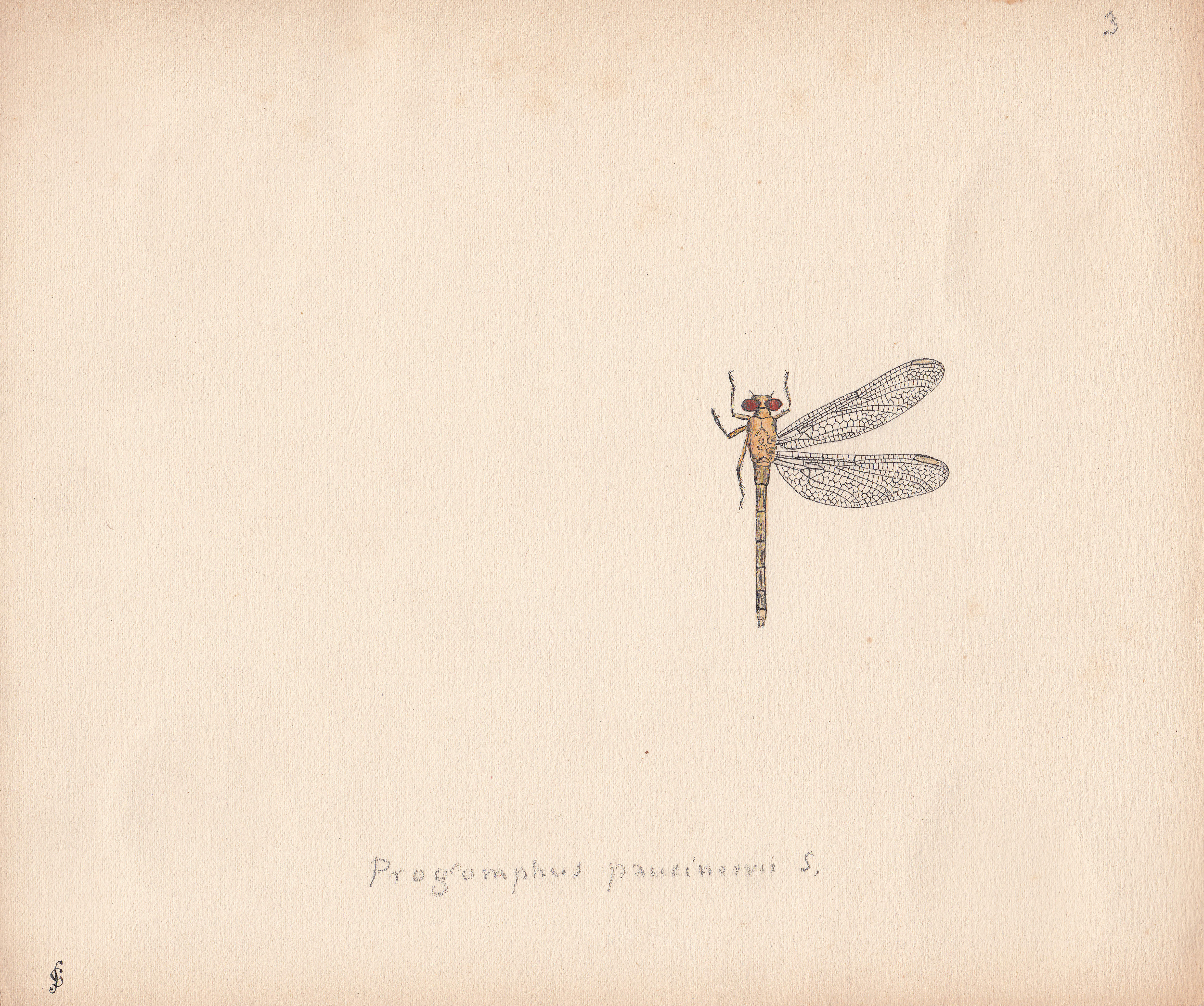 Progomphus paucinervis.jpg