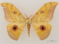 Entomology