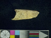 Bone fragment with notches #MA29
