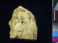 Ivory slab fragment with strokes (engraved caprid head ?)