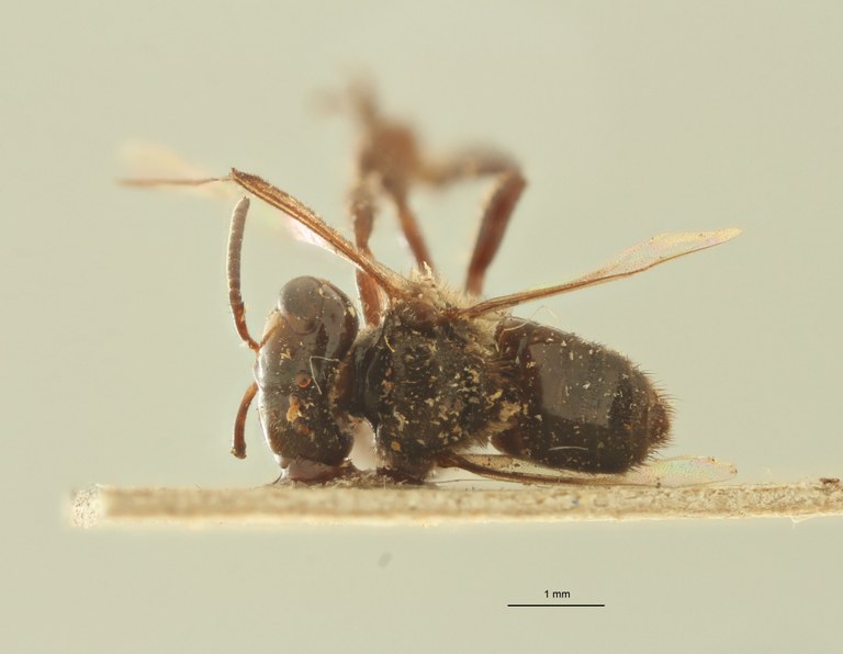 Trigona obscura D.jpg