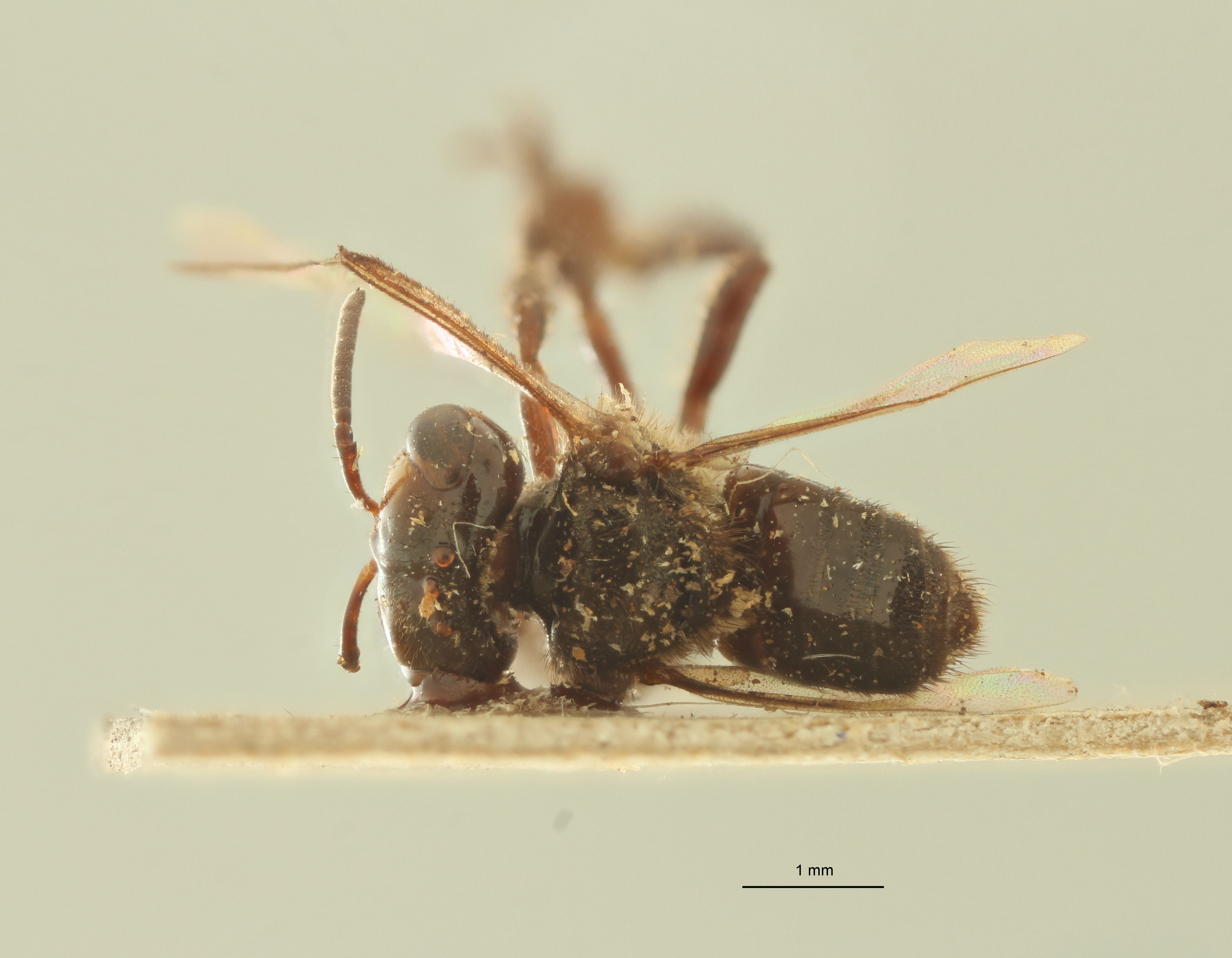 Trigona obscura D.jpg