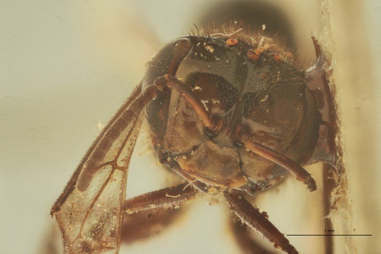 Trigona obscura F.jpg