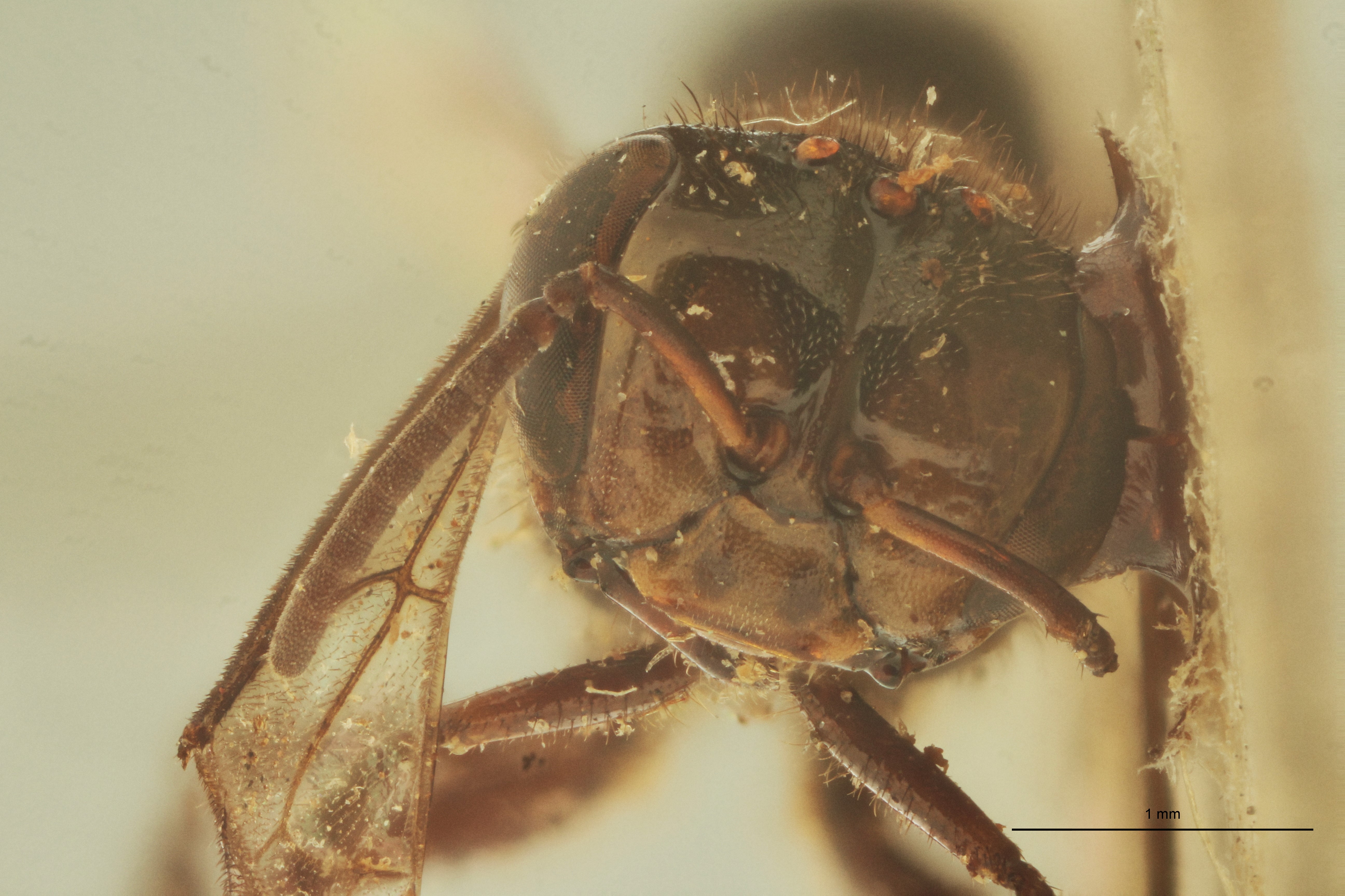 Trigona obscura F.jpg