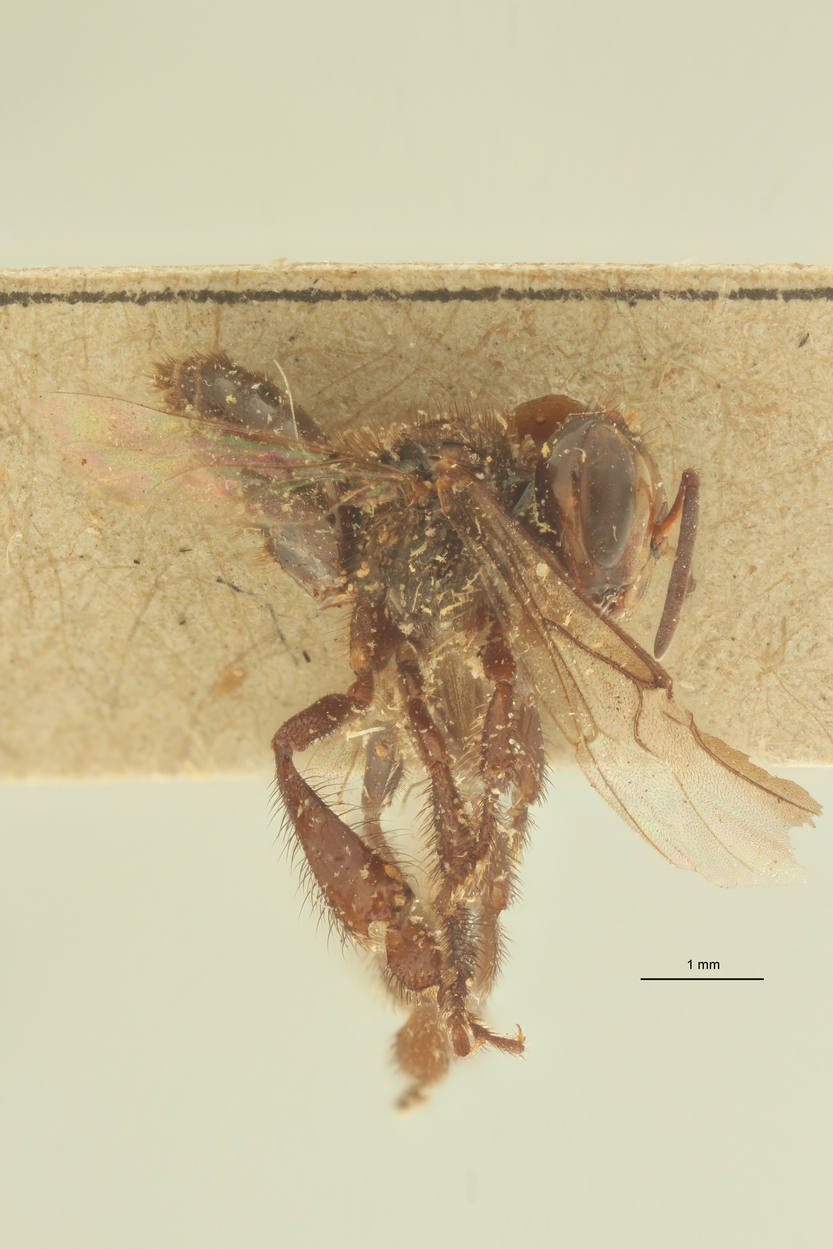 Trigona obscura L.jpg