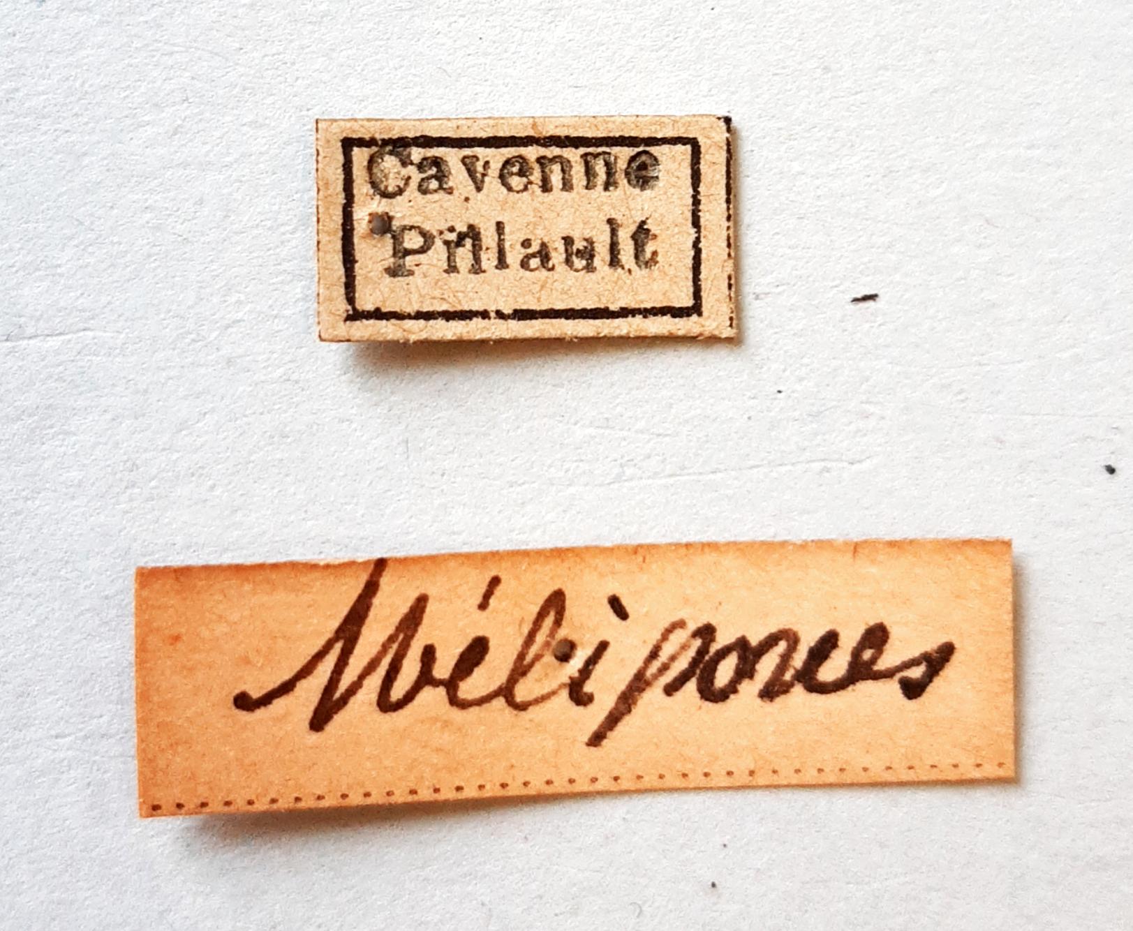 Trigona obscura Labels.jpg