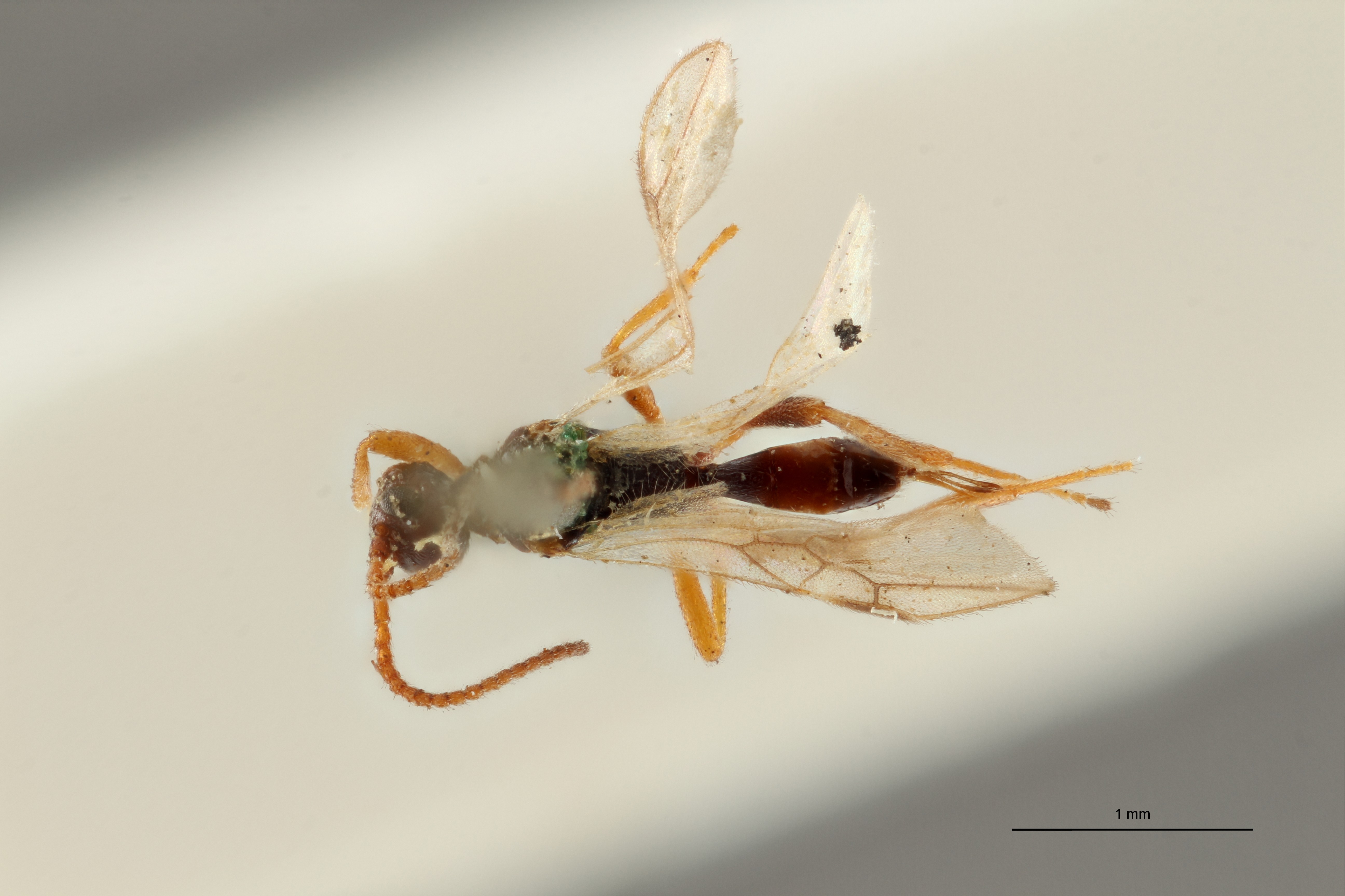Blacus (Ganychorus) maculipes lct D ZS PMax Scaled.jpg