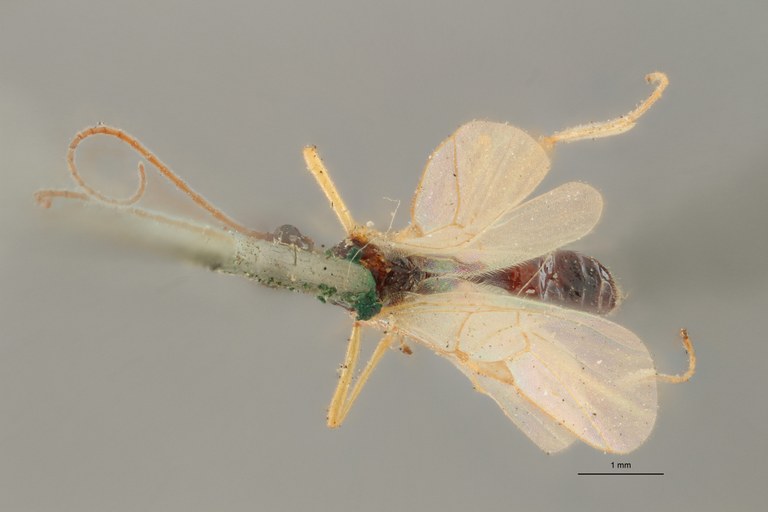 Blacus (Ganychorus) tuberculatus typ D ZS PMax Scaled.jpg