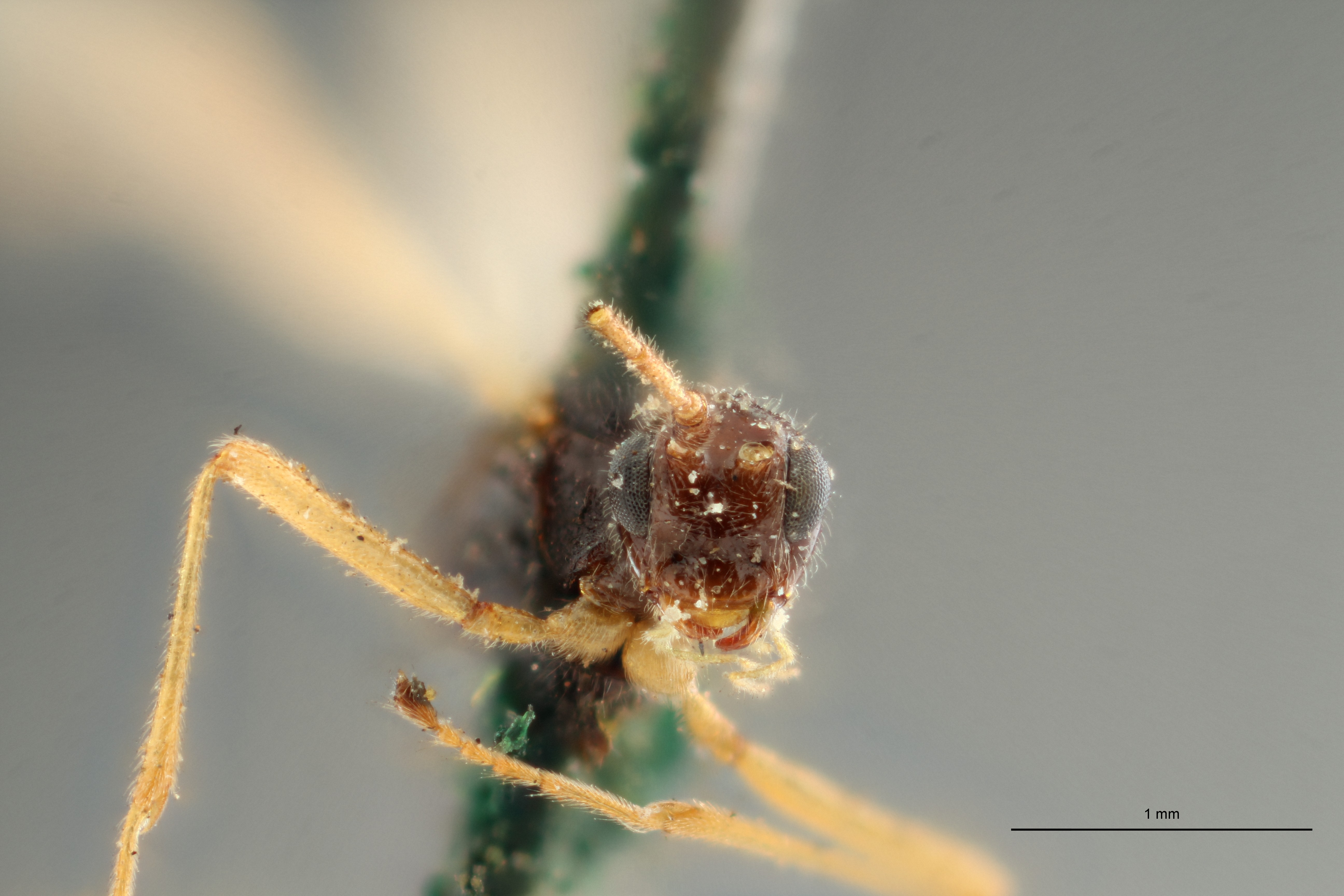 Blacus (Ganychorus) tuberculatus lct F ZS PMax Scaled.jpg