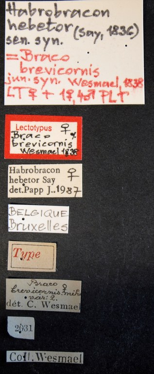 Bracon brevicornis lct Lb.JPG