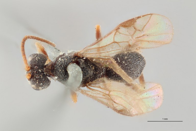 Ascogaster brevicornis syntype D ZS PMax.jpg