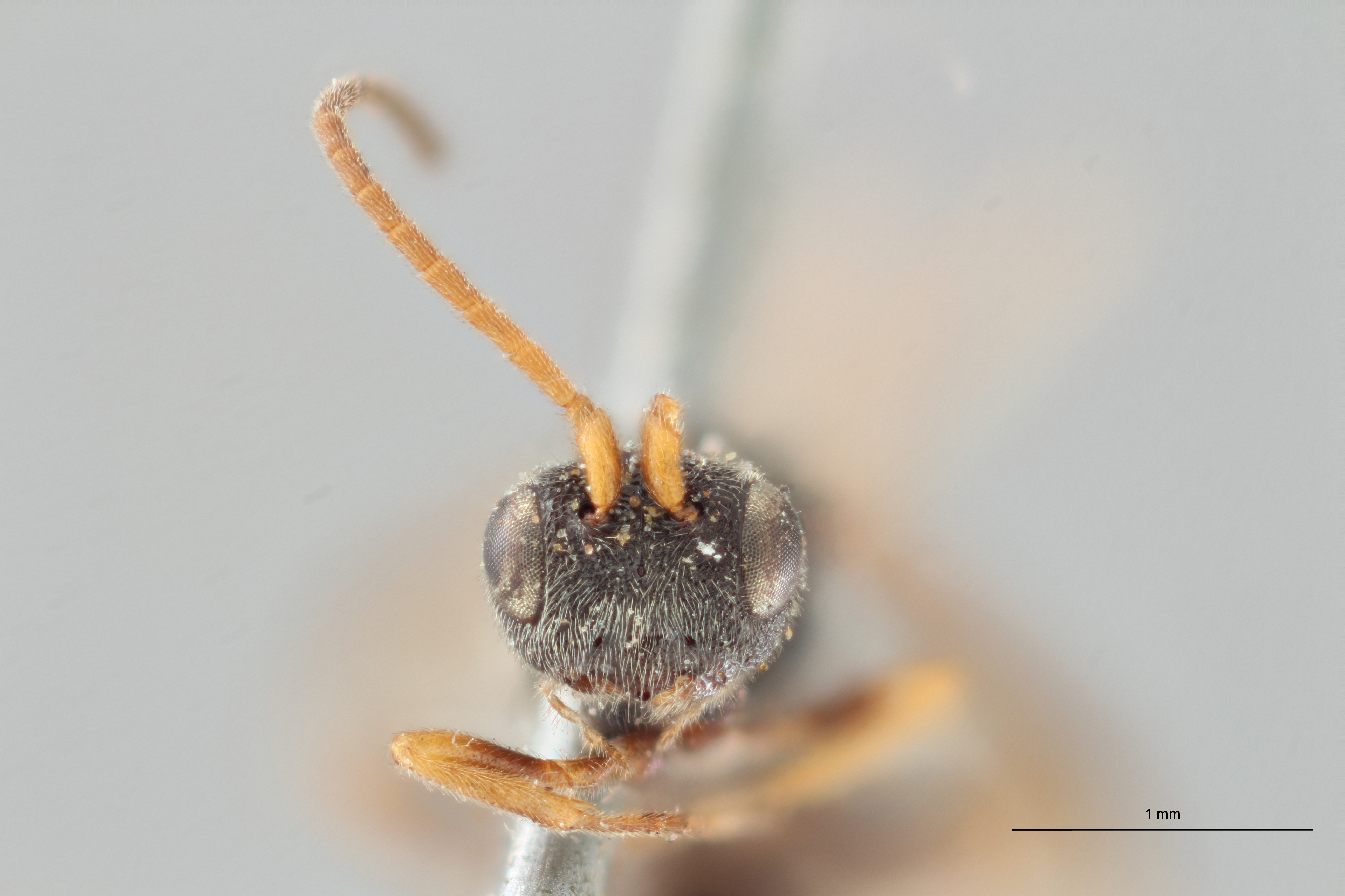 Ascogaster brevicornis syntype F ZS PMax.jpg