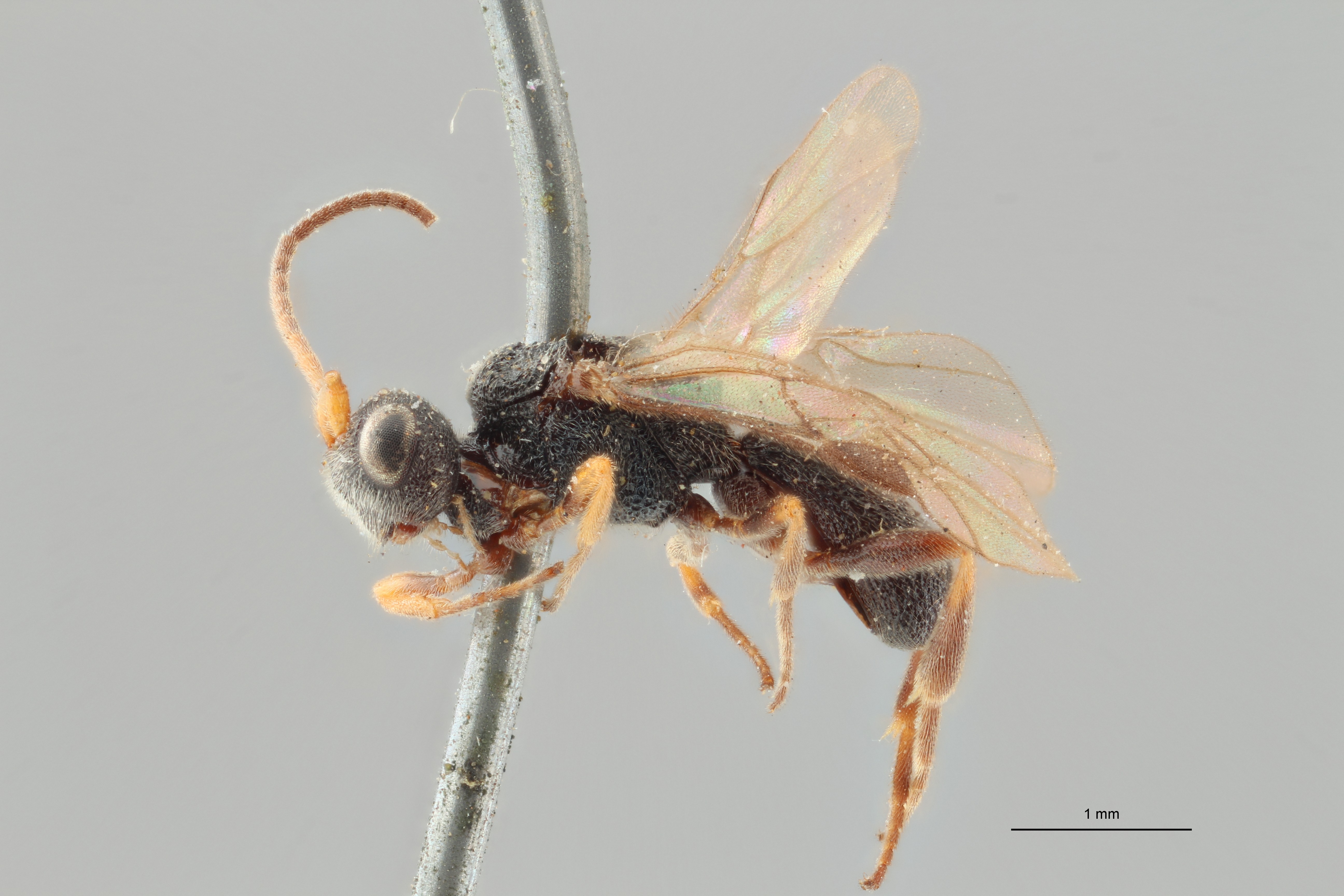 Ascogaster brevicornis syntype L ZS PMax.jpg
