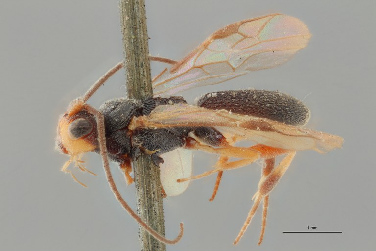 Ascogaster gonocephalus typ L ZS PMax.jpg