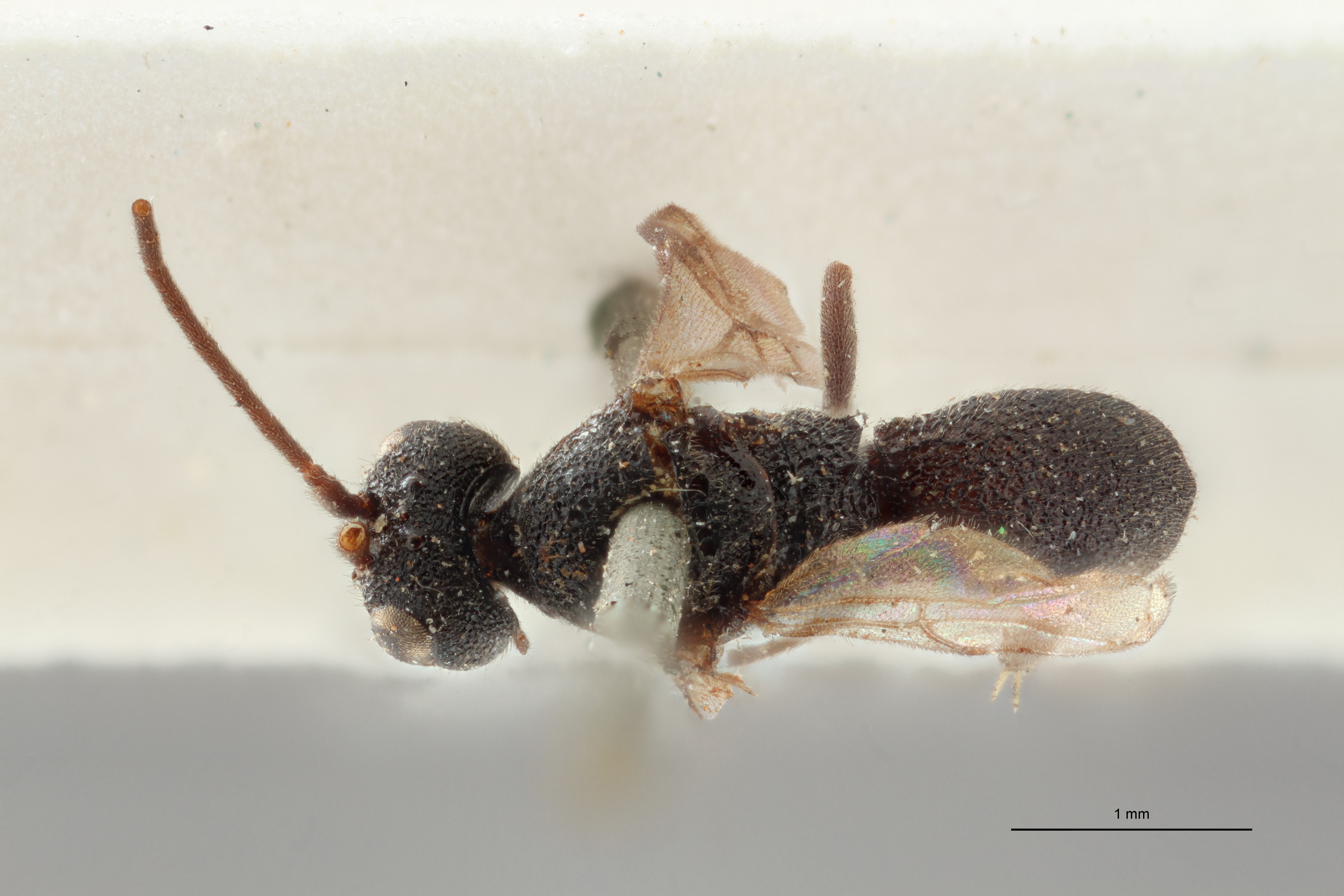 Ascogaster quadridentatus var. 1 plt D ZS PMax.jpg