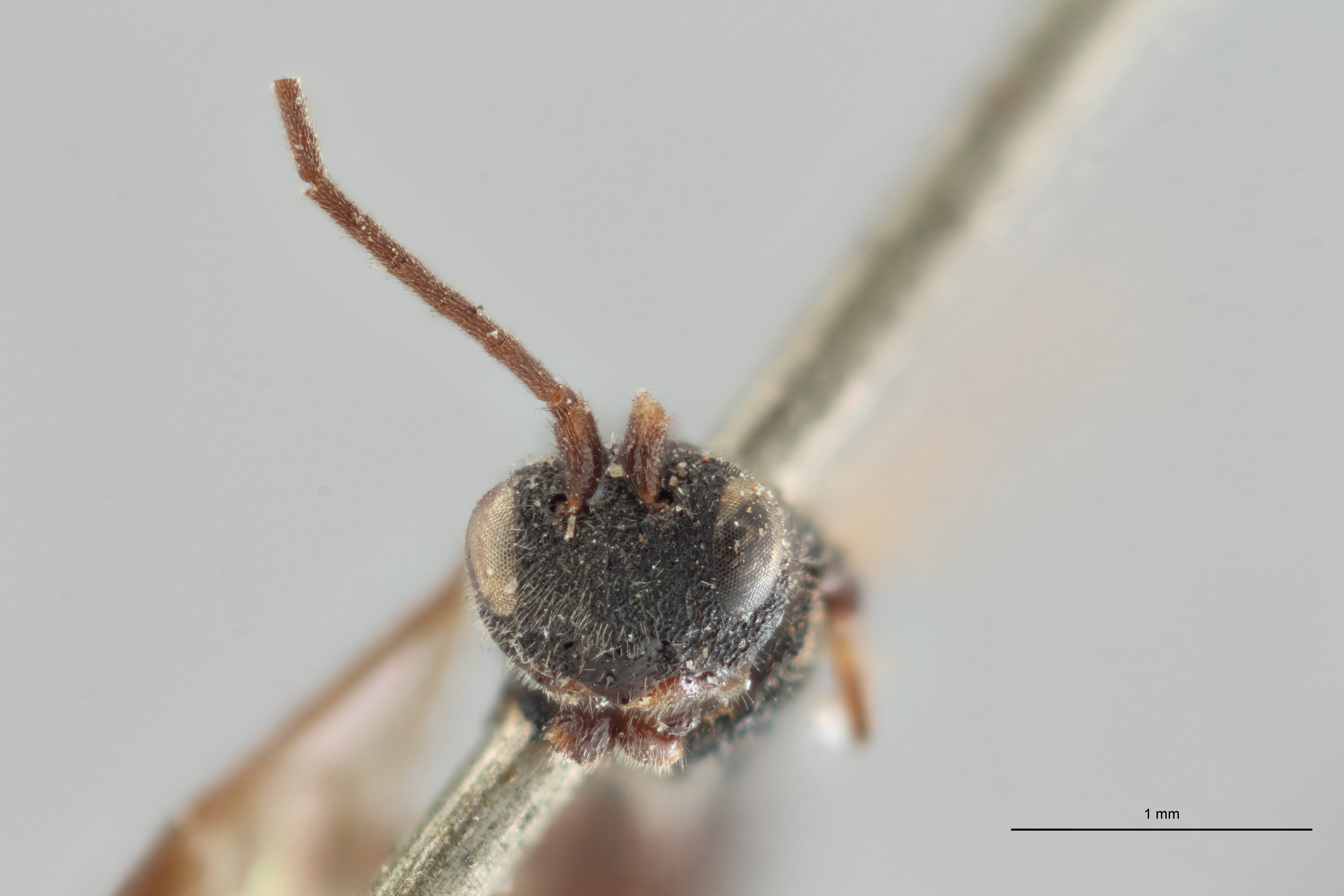 Ascogaster quadridentatus var. 1 plt F ZS PMax.jpg