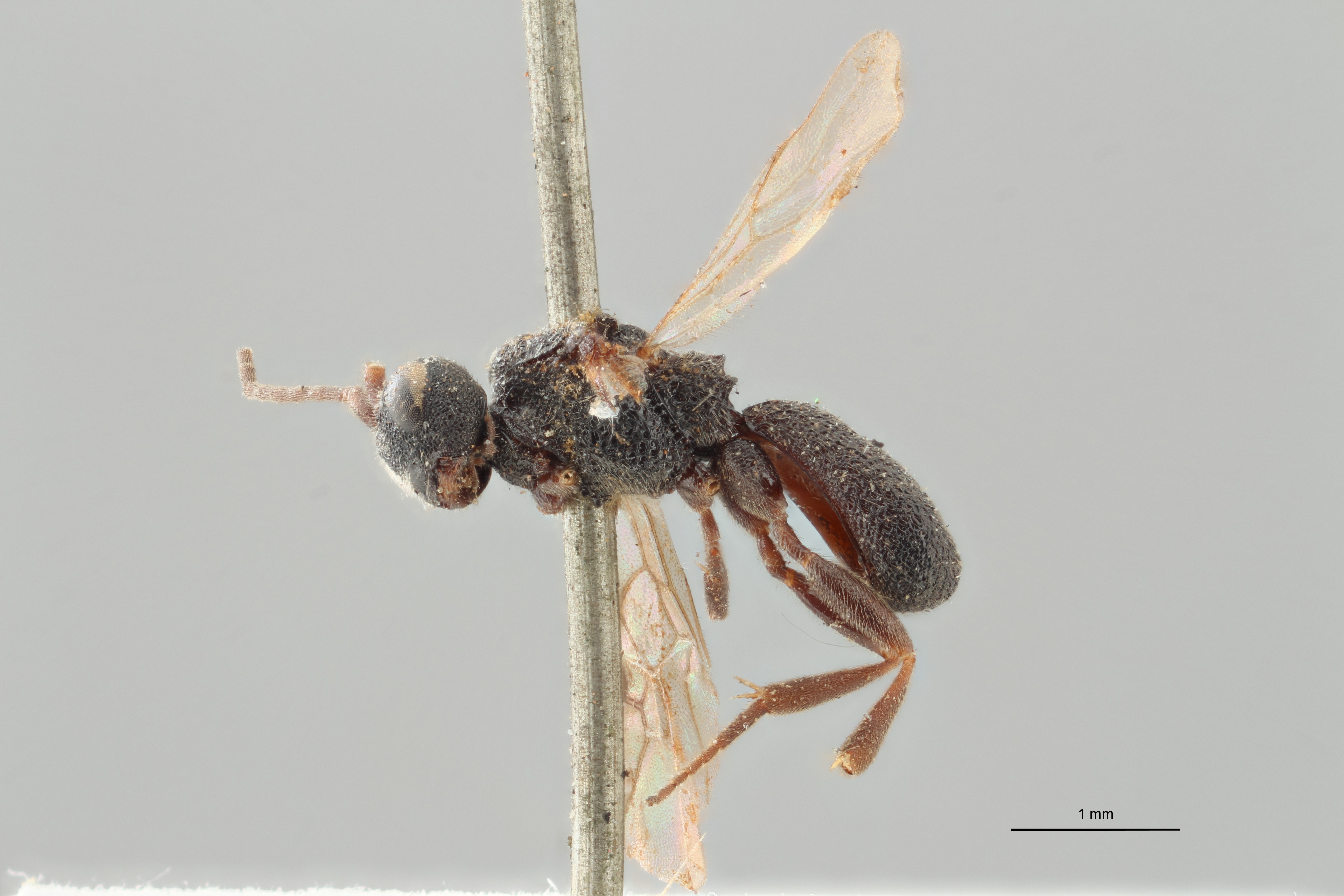 Ascogaster quadridentatus var. 1 plt L ZS PMax.jpg