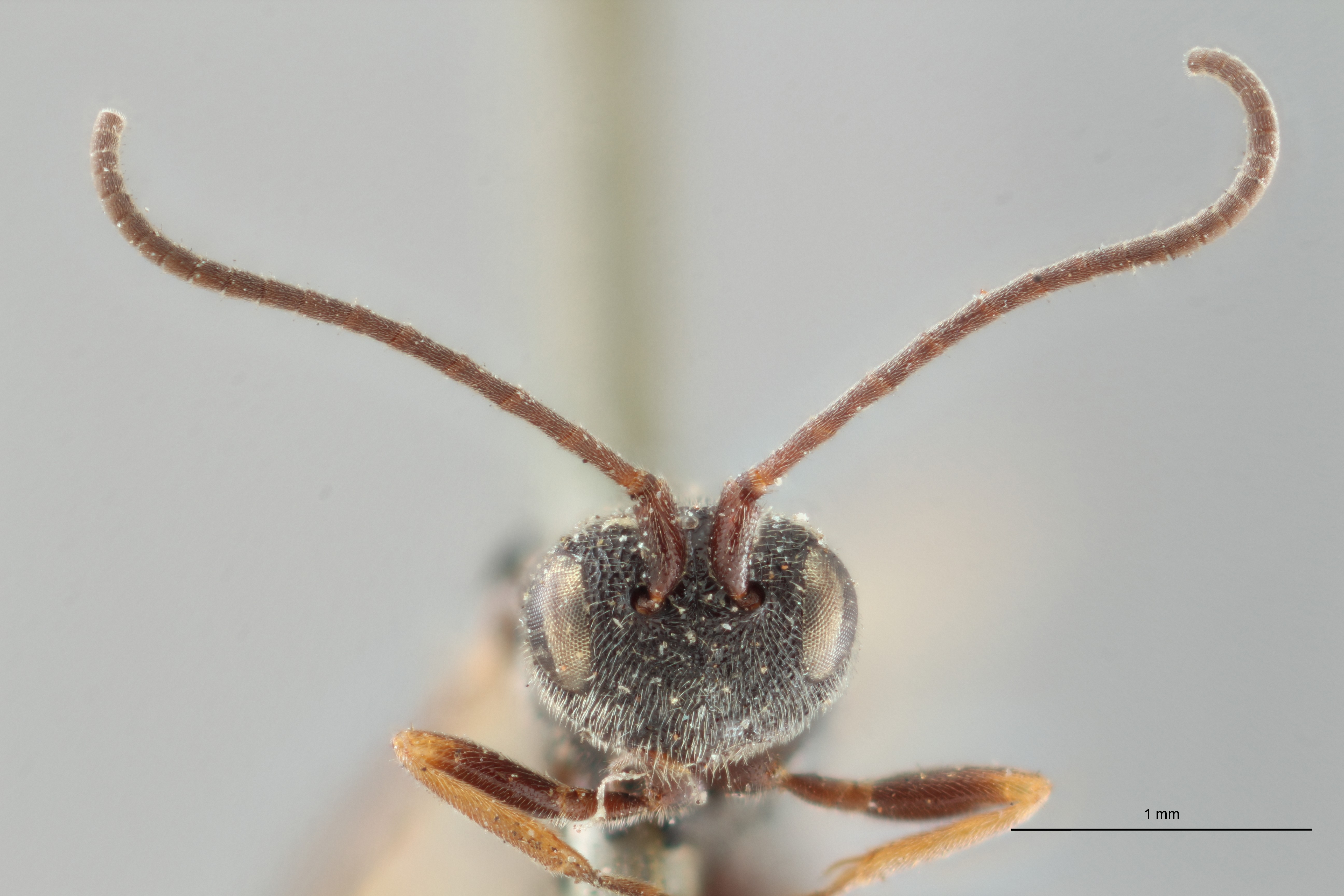 Ascogaster quadridentatus var. 1 lct F ZS PMax.jpg