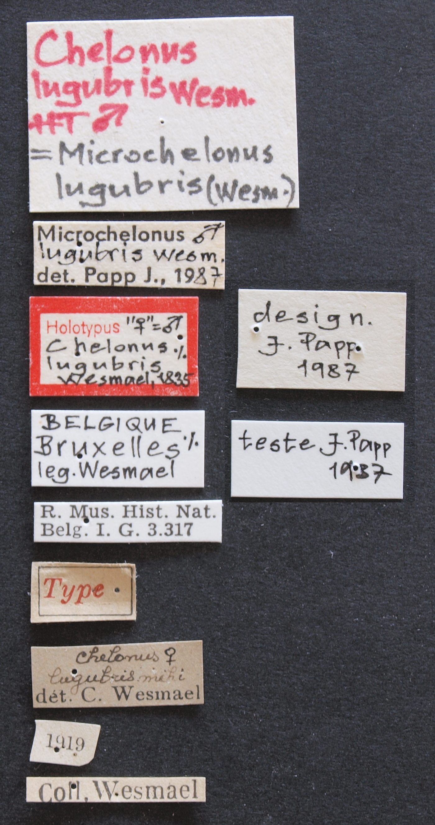 Chelonus (Microchelonus) lugubris ht Lb.JPG