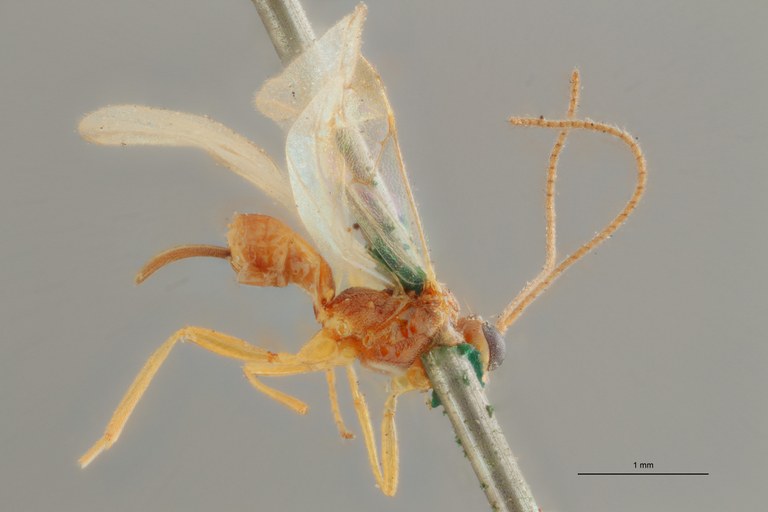 Pygostolus falcatus typ L ZS PMax Scaled.jpg