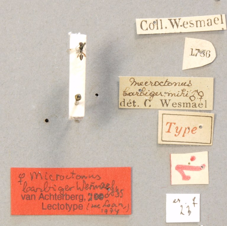 TYPFORMXXX Microtonus barbiger Labels.JPG TYPFORMXXX Microtonus barbiger Labels.JPG