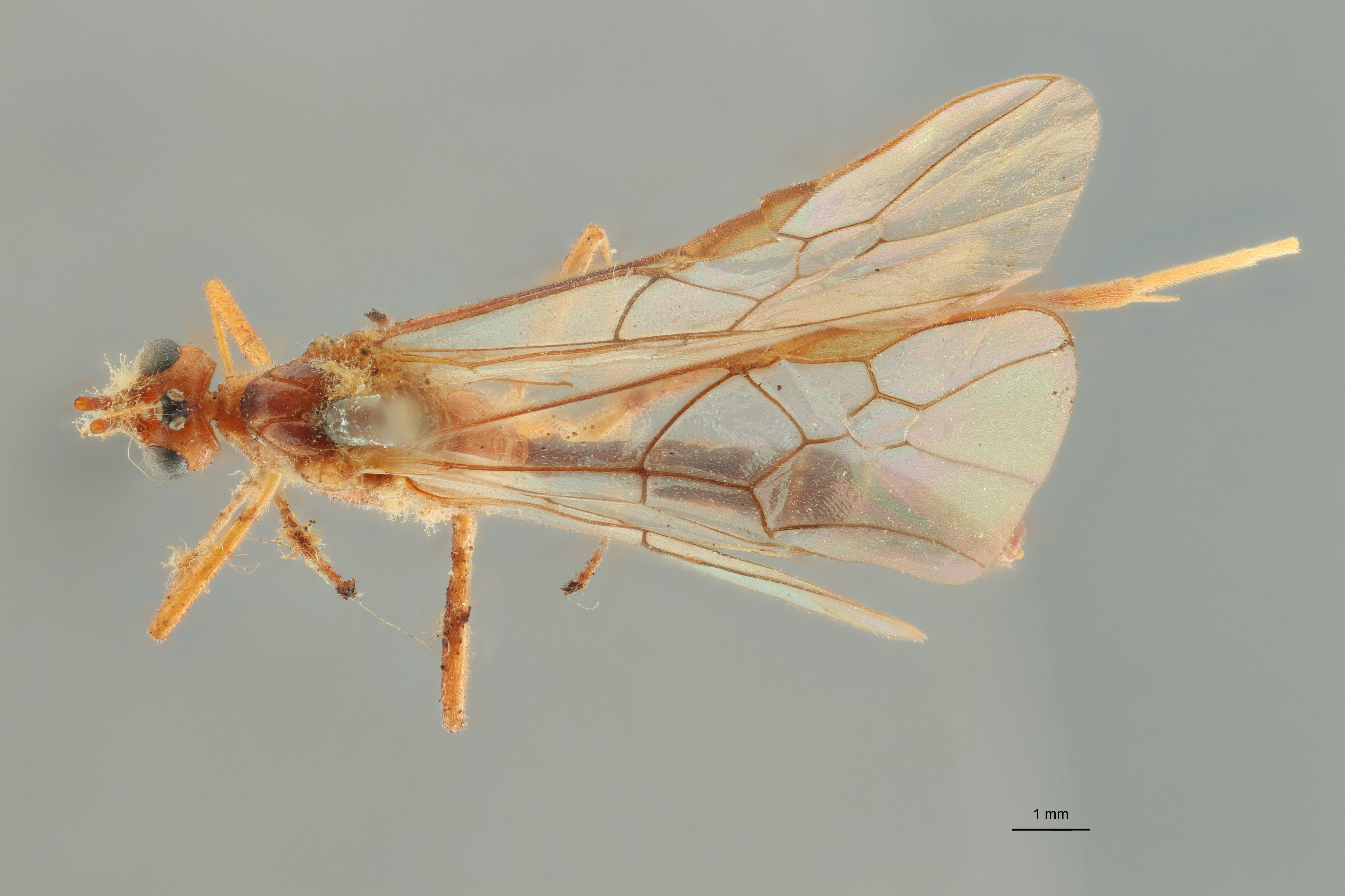 Phylax annulicornis typ D ZS PMax.jpg