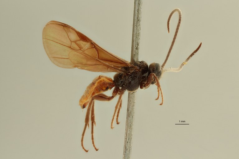 Proterops nigripennis et L ZS PMax Scaled.jpeg