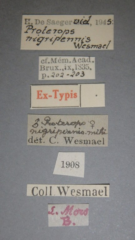 Proterops nigripennis et Lb.jpg