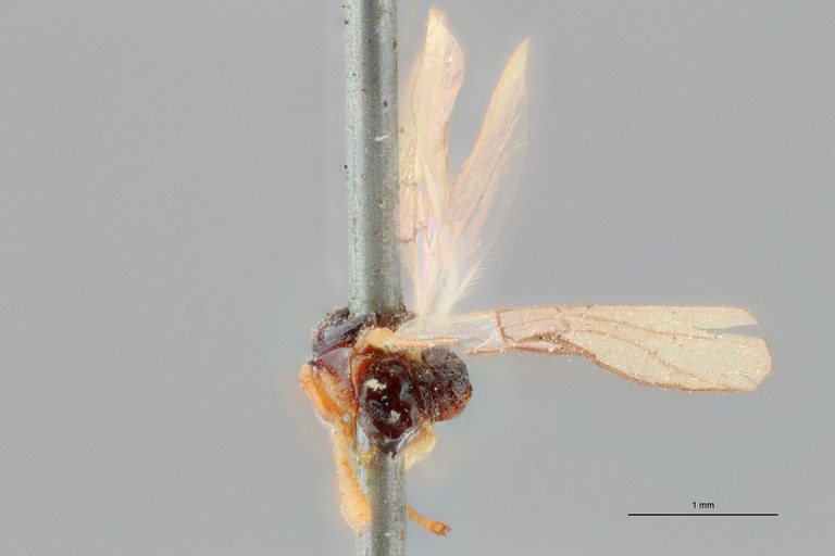 Opius (Apodesmia) polyzonius ht L ZS PMax.jpg