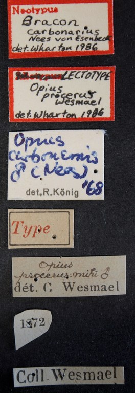 Opius procerus lct Lb.JPG