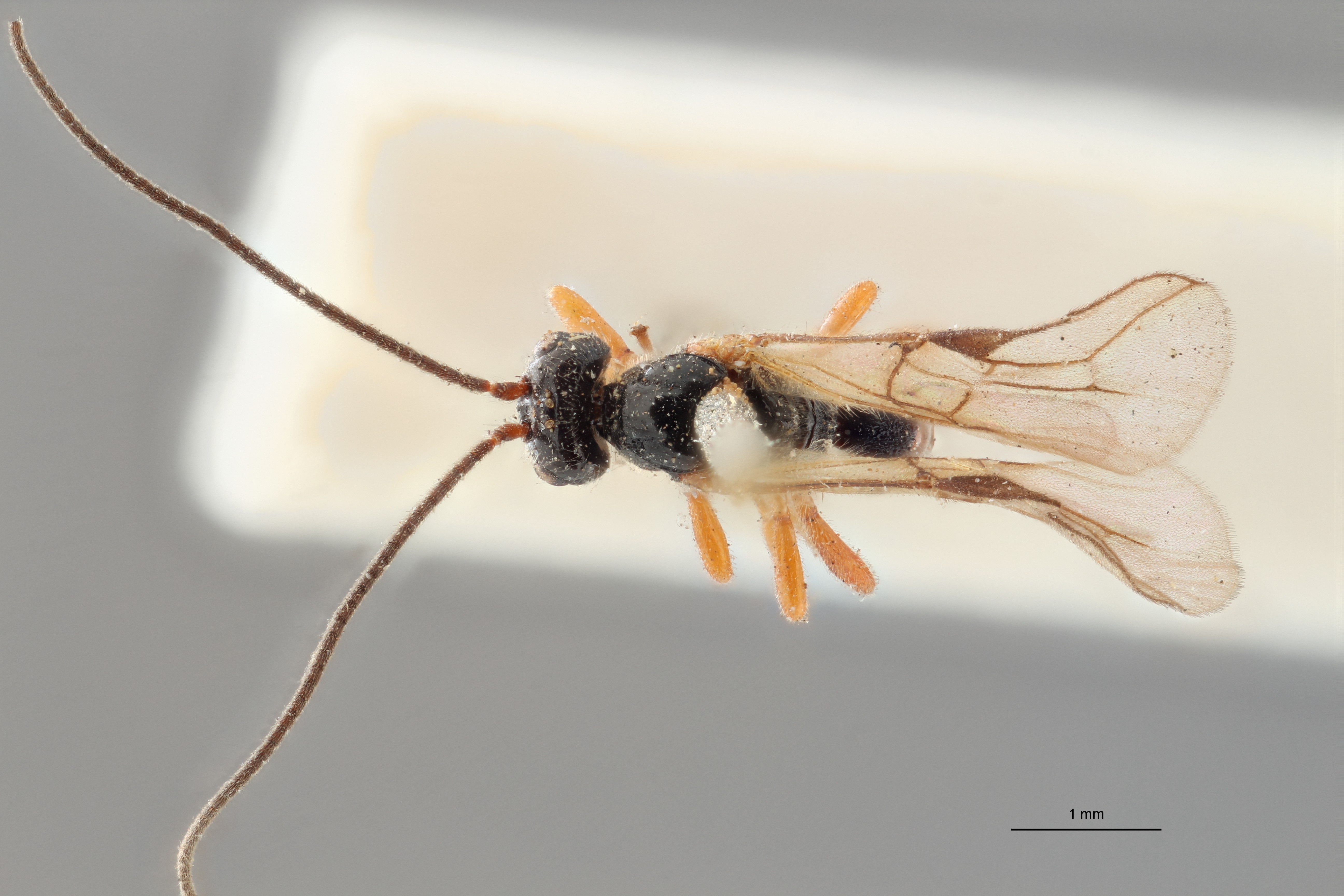Opius rufipes lct D ZS PMax.jpg