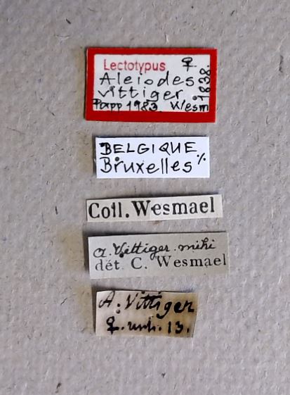 Aleiodes vittiger F lt Labels