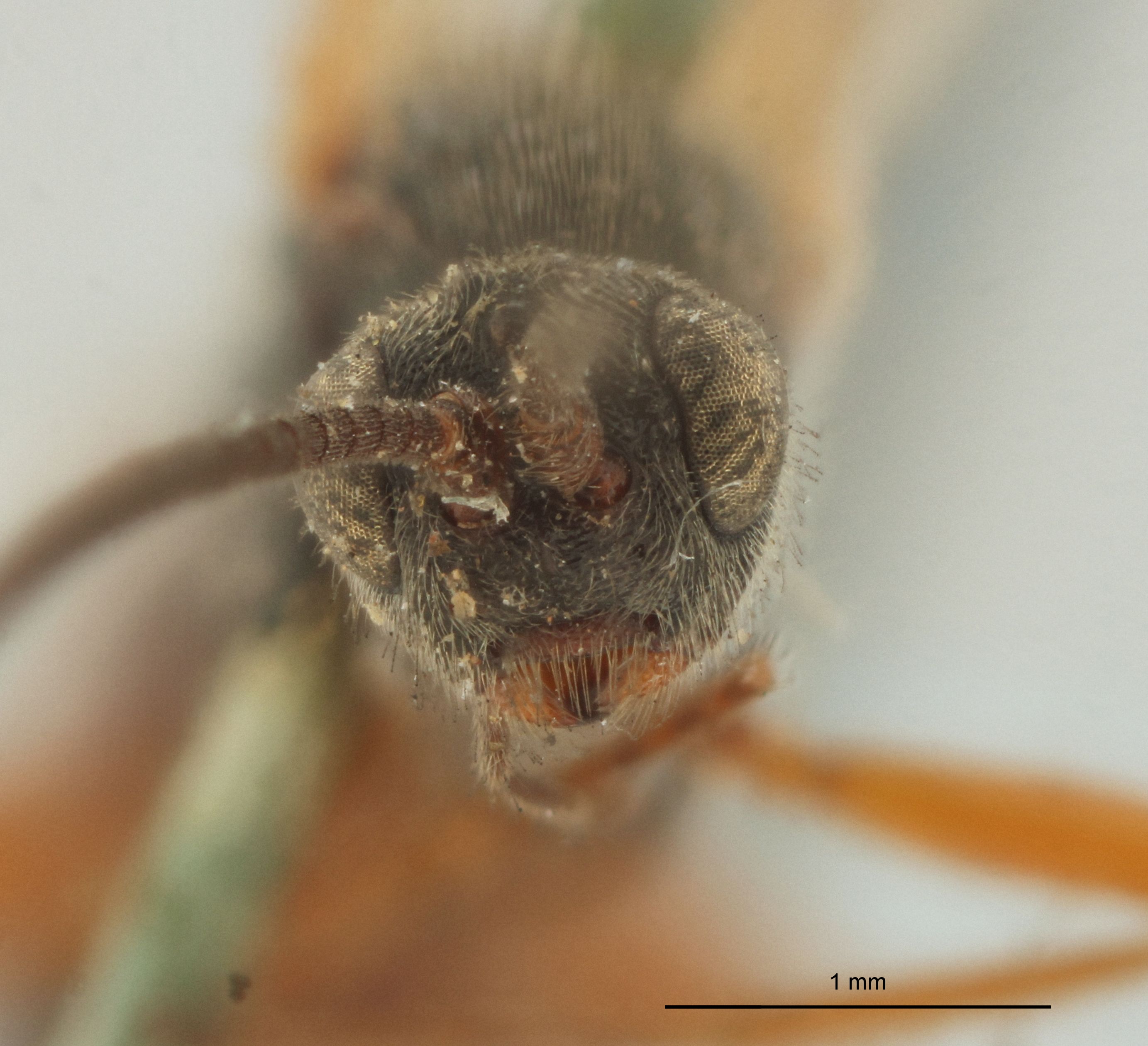 Aleiodes nigripalpis Lt F