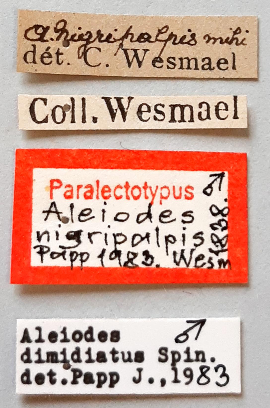 Aleiodes nigripalpis Plt labels