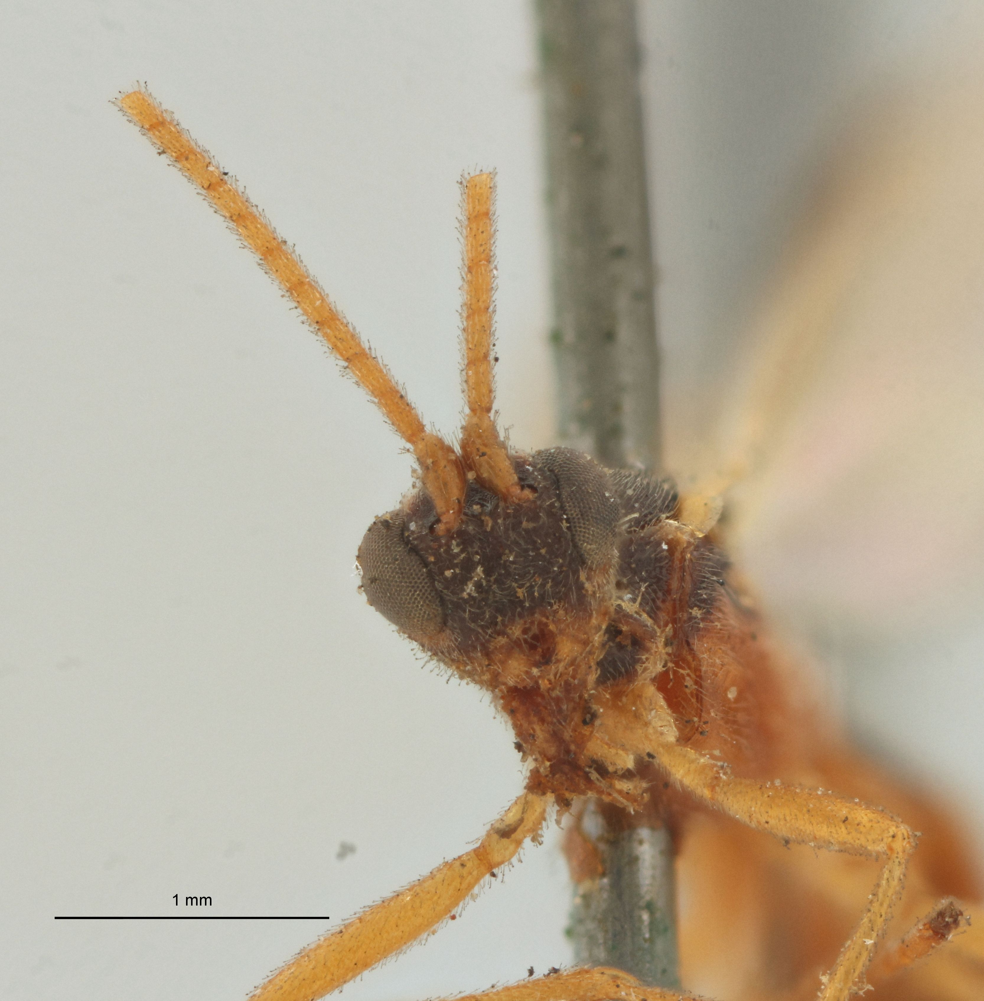 Aleiodes nigriceps Lt F