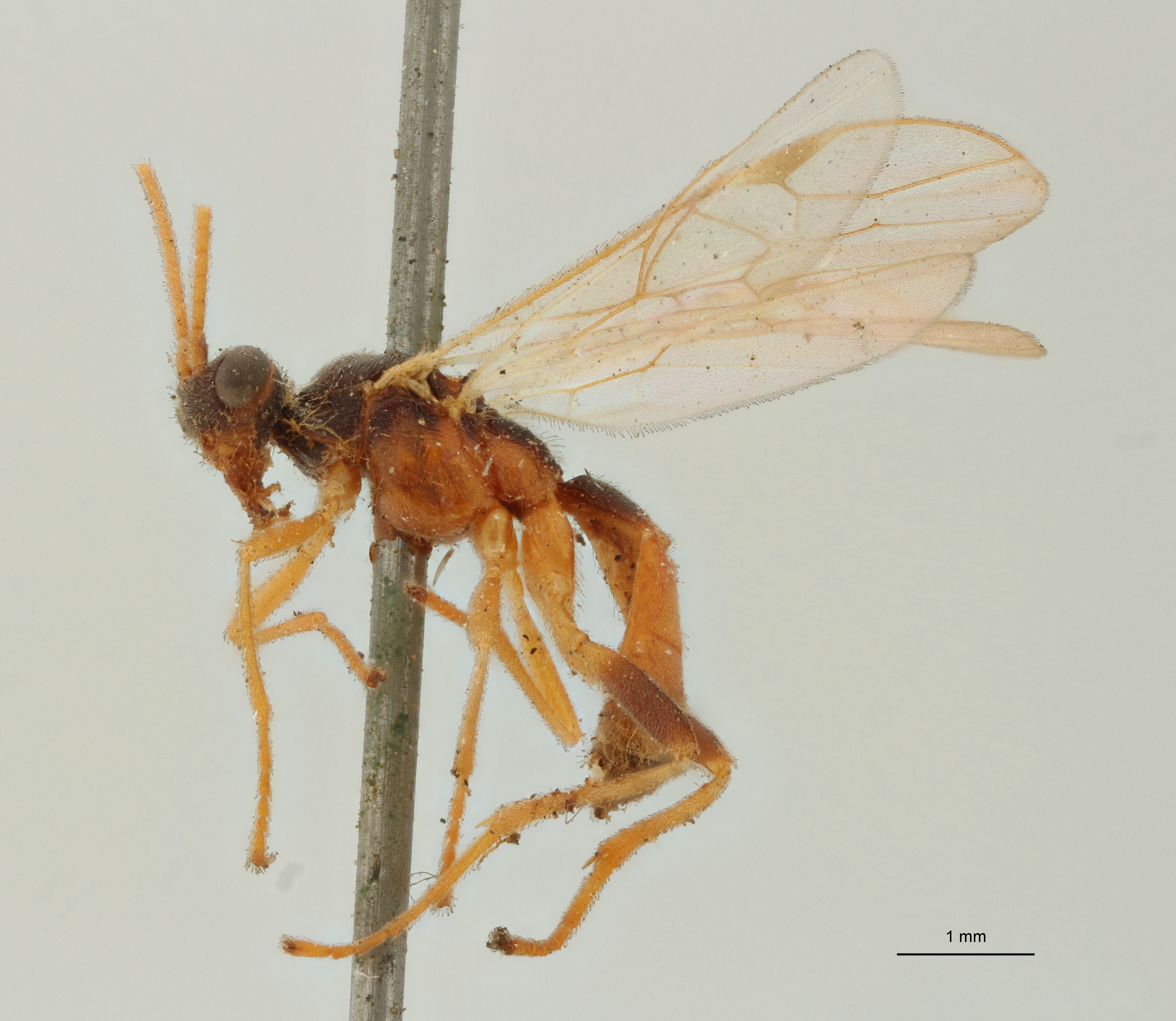 Aleiodes nigriceps Lt L