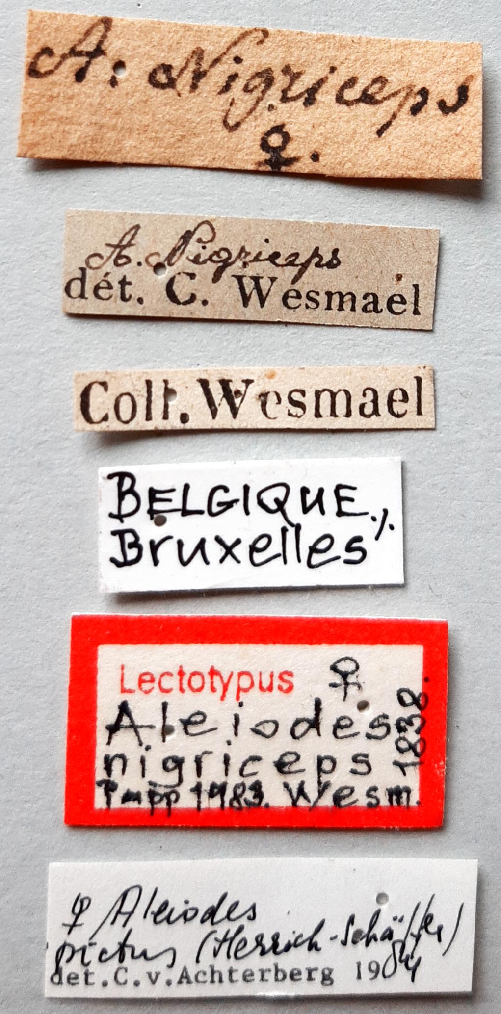 Aleiodes nigriceps Lt labels