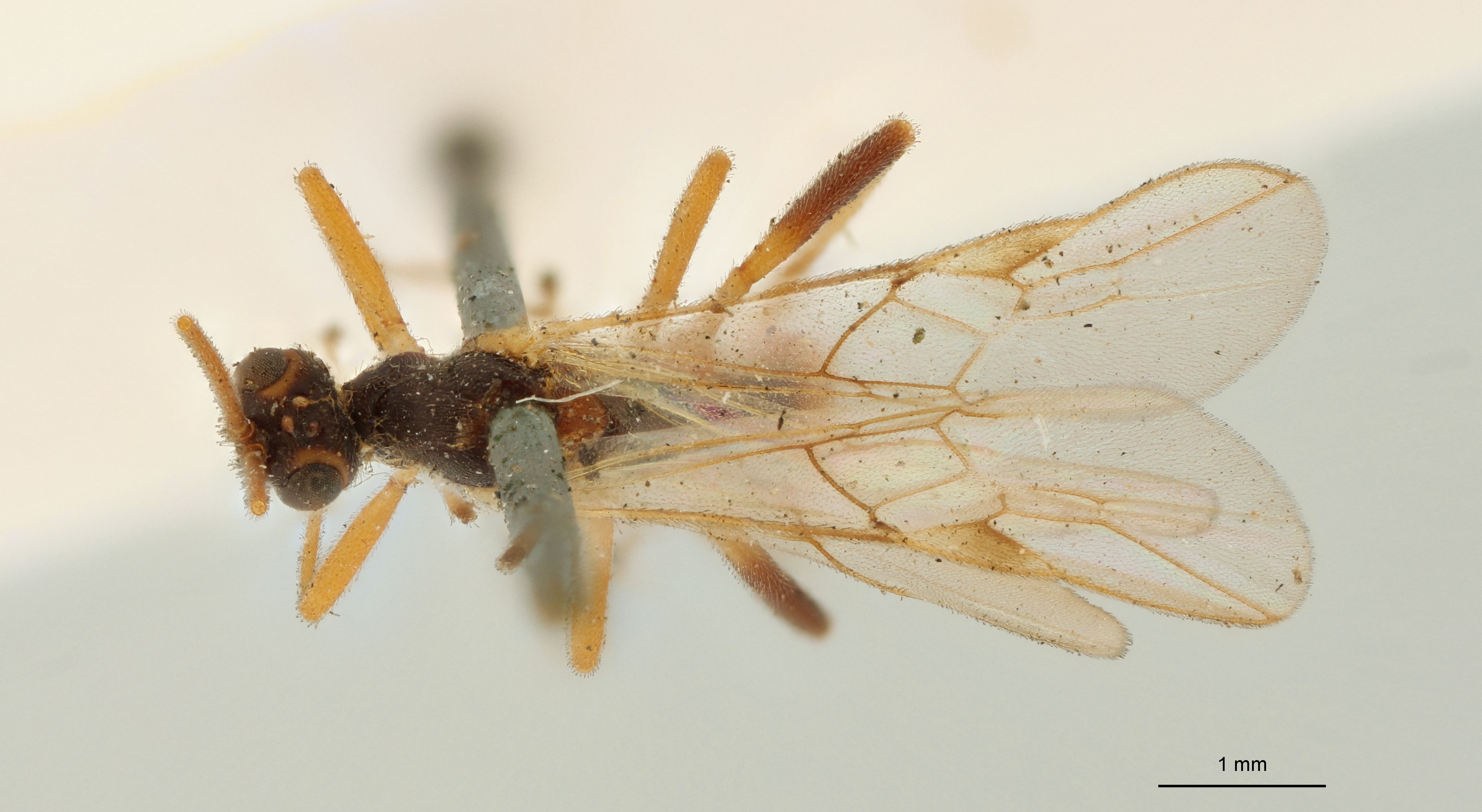 Aleiodes nigriceps Lt D