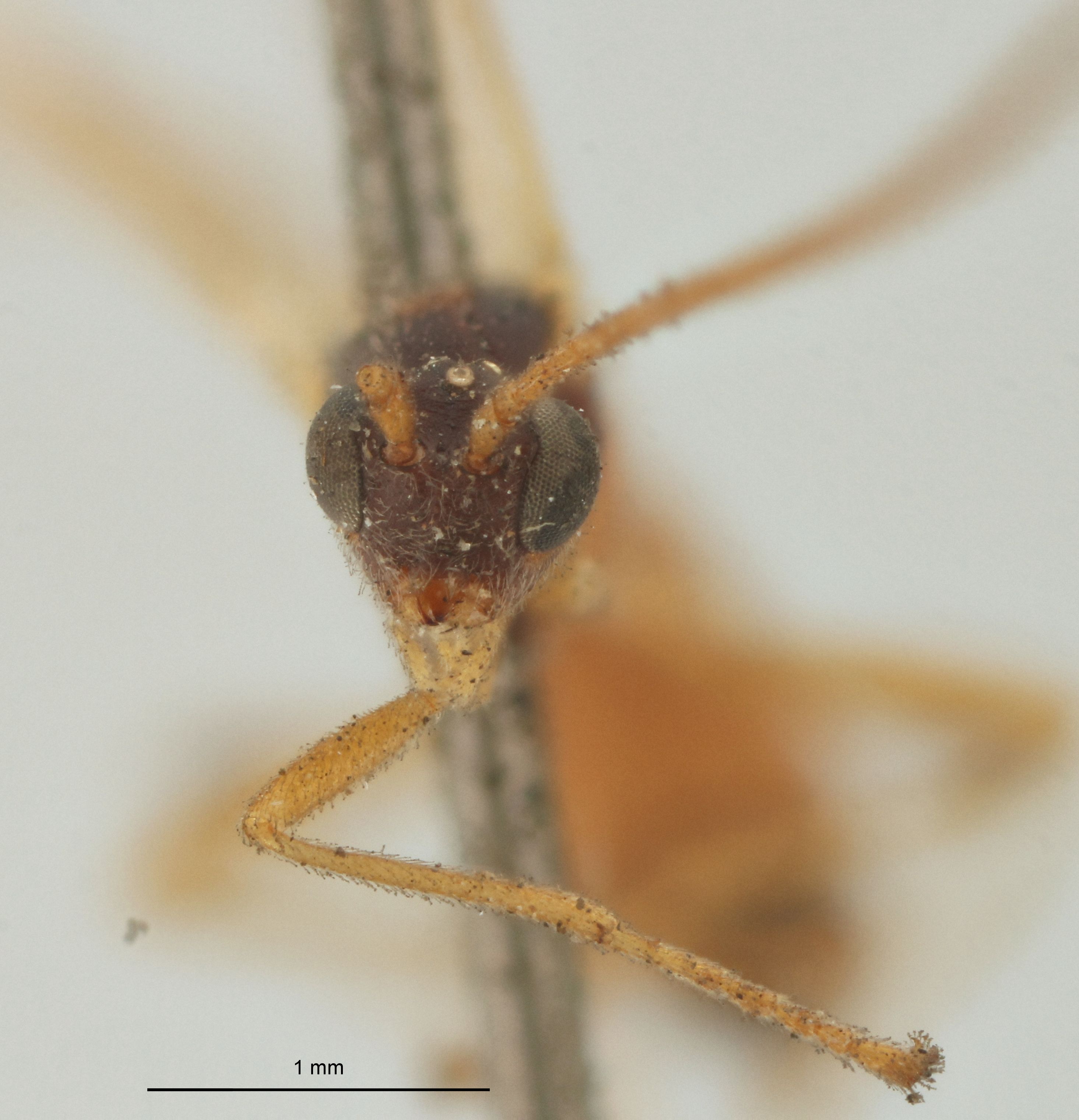 Aleiodes nigriceps Plt F