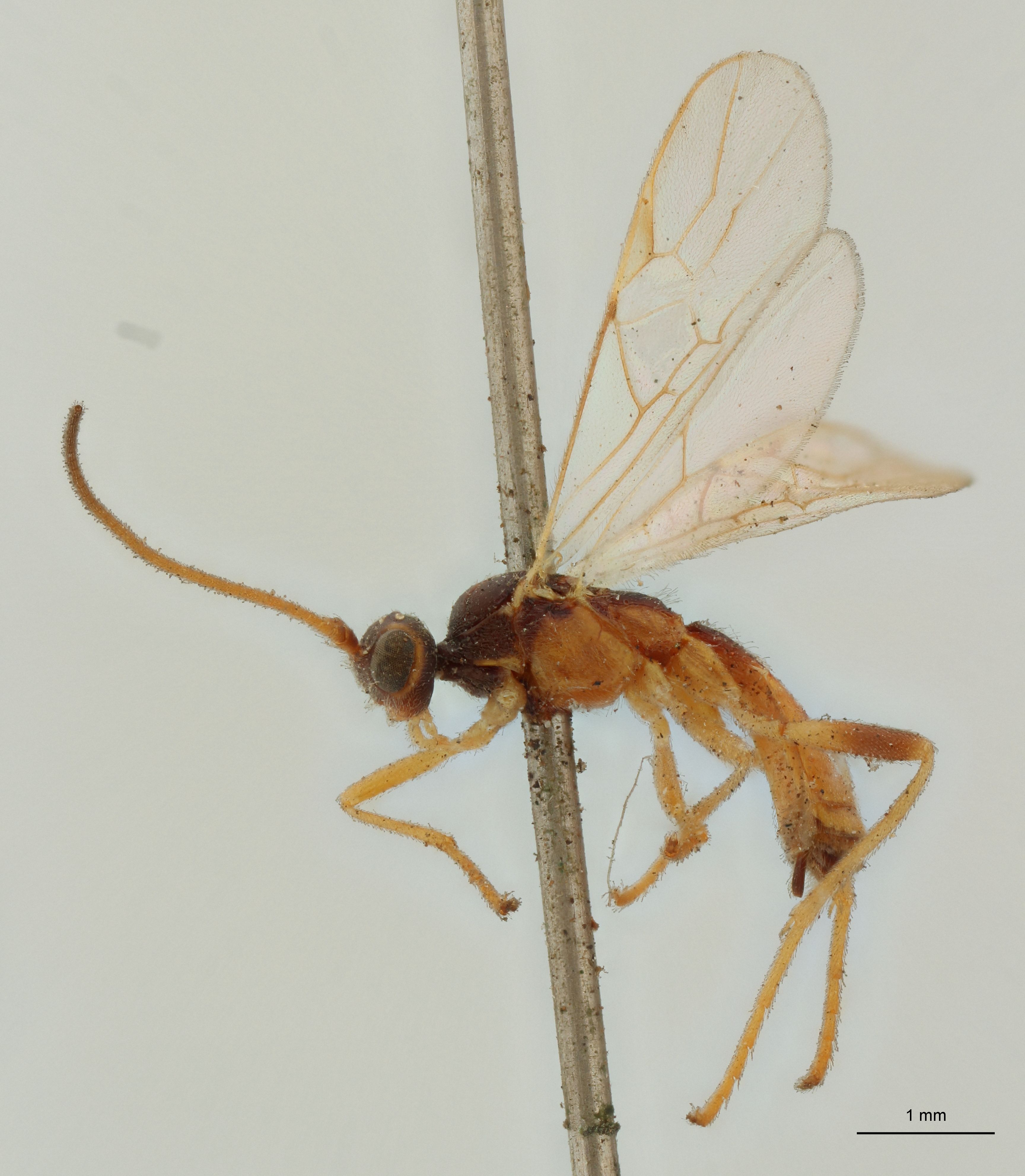 Aleiodes nigriceps Plt L