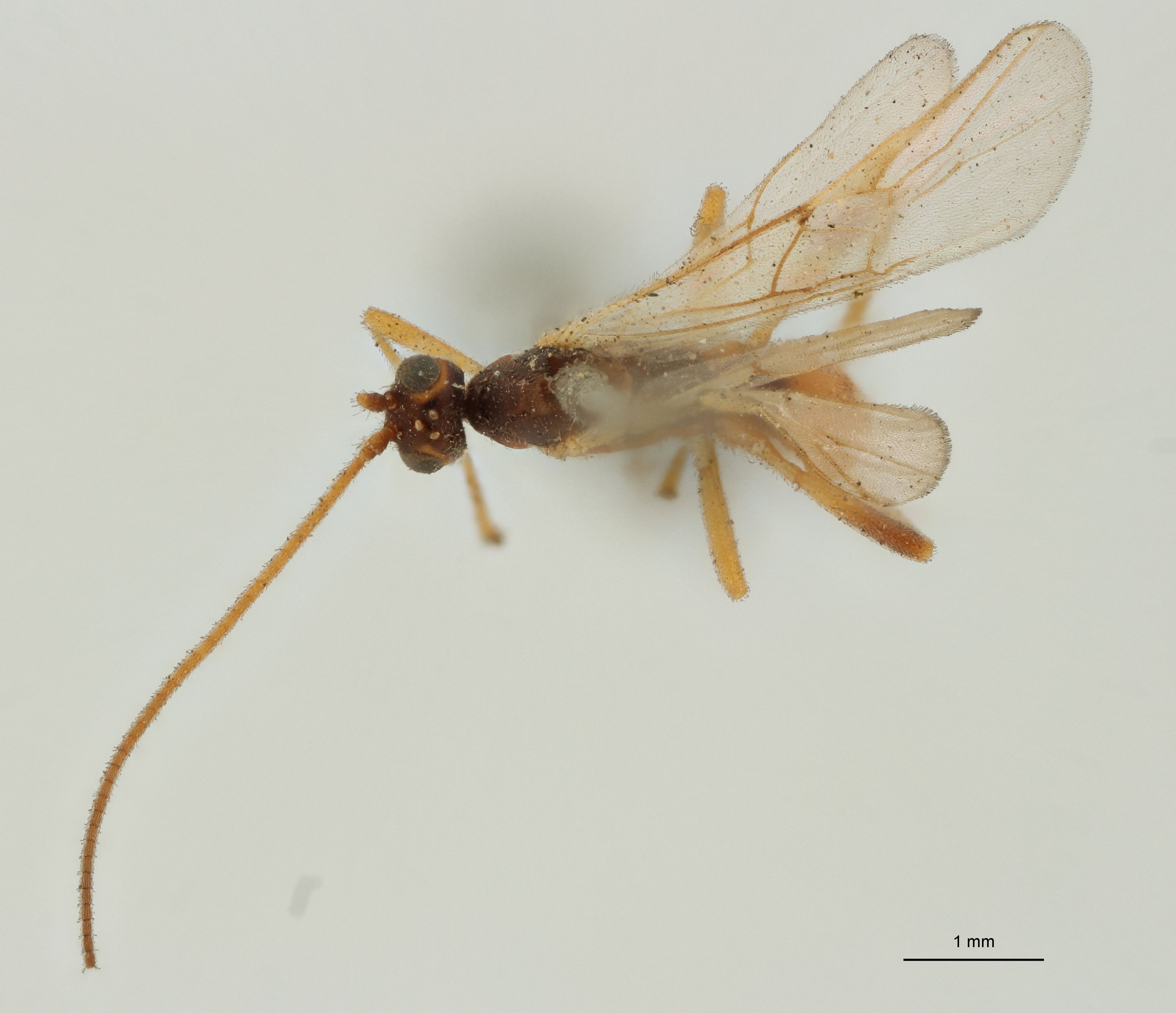 Aleiodes nigriceps Plt D