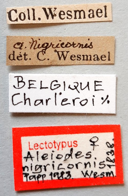 Aleiodes nigricornis Lt labels