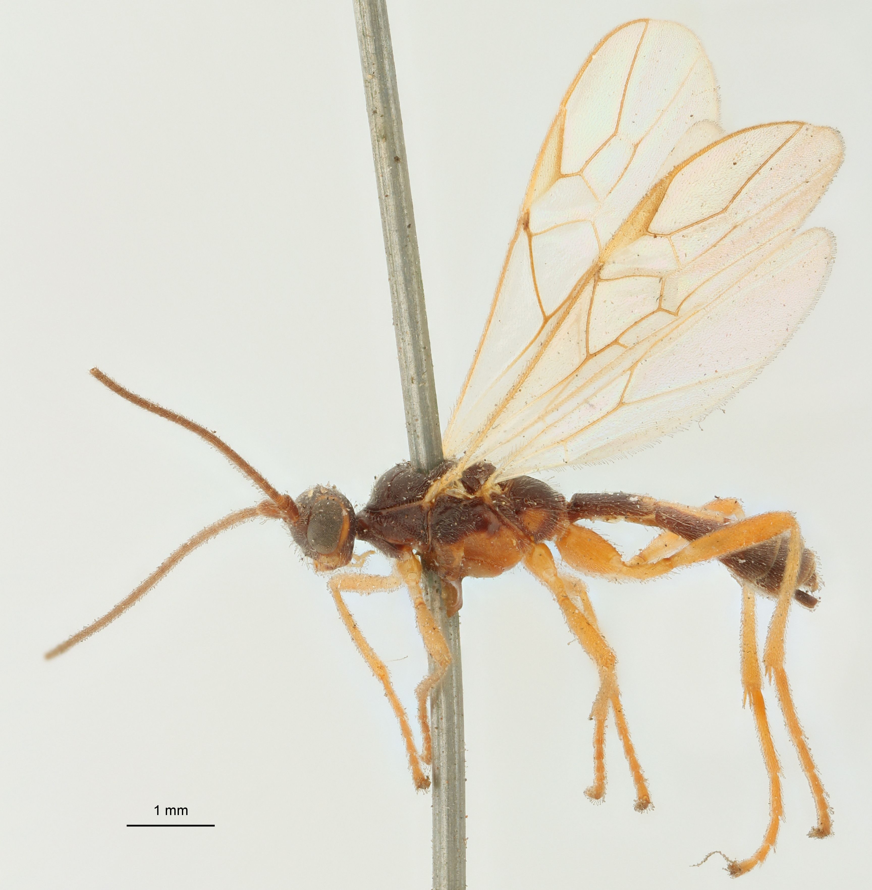 Aleiodes nigricornis Plt L